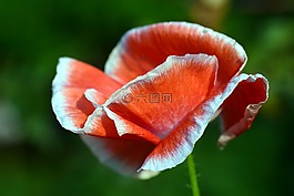 罂粟,开花,红罂粟