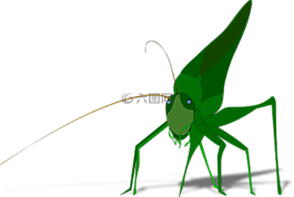 甲蟲(chóng)，昆蟲(chóng),昆蟲(chóng),蝗蟲(chóng)