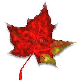 紅色,葉,秋天