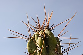 仙人掌,荊棘,植物