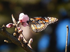 蝴蝶,吸吮,桃花