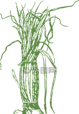蔥,綠色,蔬菜