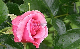 玫瑰,浪漫,開花