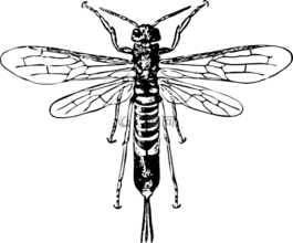 黃蜂,號角,昆蟲