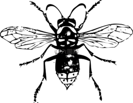 大黃蜂,蜜蜂,昆蟲