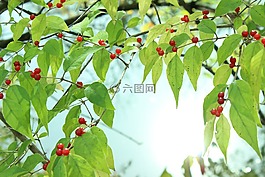 漿果,水,反思