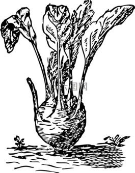 苤,根,蔬菜