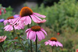 鮮花,紫,夏天