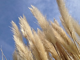 植物,天空,性質(zhì)