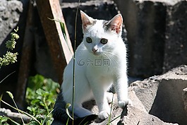 流浪動物,貓,性質