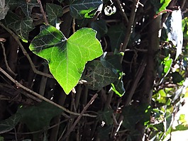 常春藤,叶子,植物