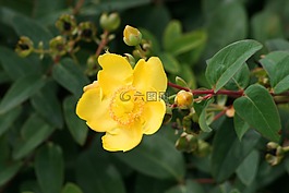 植物,布什,黃色花