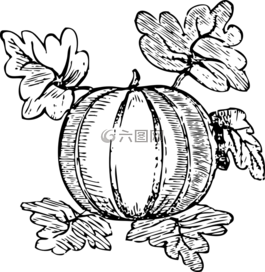 瓜,水果,西瓜