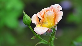 玫瑰,花,玫瑰綻放
