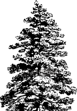 松,樹,素描