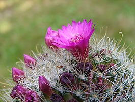 花,仙人掌,荊棘