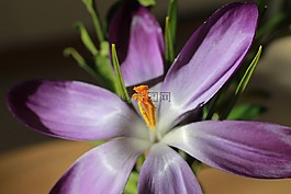 藏紅花,花,春天