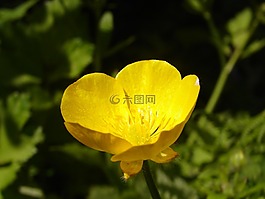 花,黃色,黃色的花