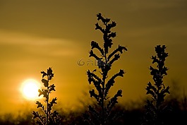 日落,蜜蜂,echium v​​ulgare