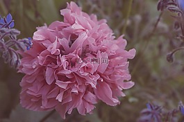 罌粟,牡丹,花