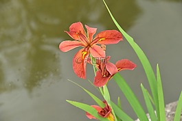 鳶尾花,粉紅色的花,鮮花