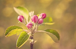 開花,蘋果,春