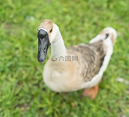 動(dòng)物,鳥(niǎo),鴨