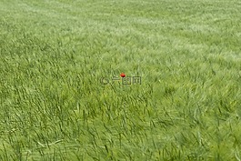 麥田,罌粟,klatschmohn