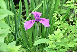 鸢尾花,紫色,光圈类型