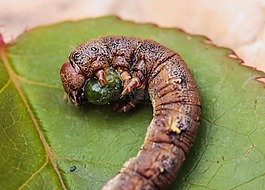 卡特彼勒,動物,性質(zhì)