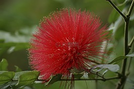 本,開(kāi)花,新西蘭的圣誕樹(shù)
