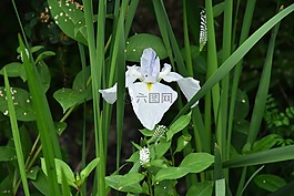 鸢尾花,白色的花朵,光圈类型