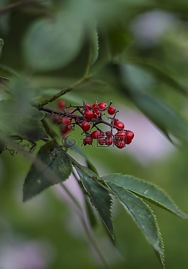 漿果,花,樹