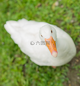 動(dòng)物,鳥,鴨