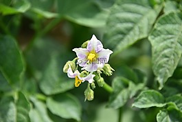 土豆花,土豆,蔬菜
