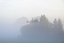 霧,樹木,性質