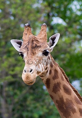 長(zhǎng)頸鹿,動(dòng)物園,動(dòng)物