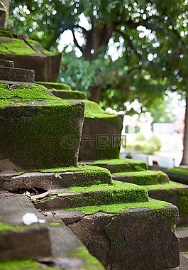 寺,樓梯,苔
