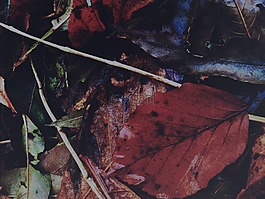 葉子,秋,顏色