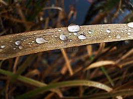 草葉,宏,露