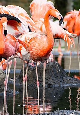 動物園,性質,弗拉明戈