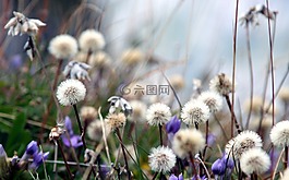 草药,野生,阿尔卑斯山