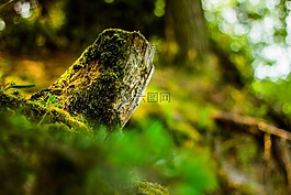 樹(shù),樹(shù)皮,生活