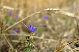 花卉,紫色,小麥