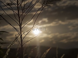 日落,植物,黑