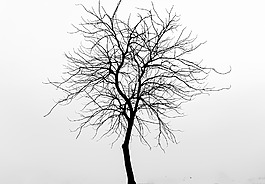 背景,樹,自然