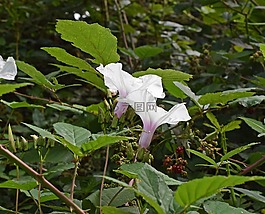 野生马铃薯藤,manroot,野花
