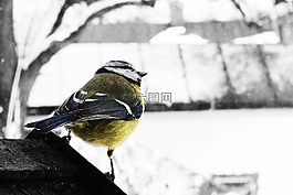 山雀,冬天,雪