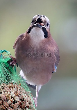 性質(zhì),動(dòng)物,鳥(niǎo)類
