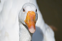 鵝,鴨,動物